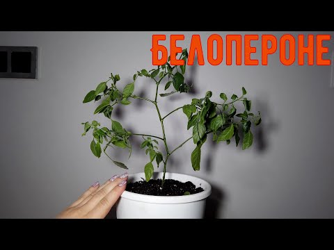 Видео: Белопероне// обрезка и пересадка