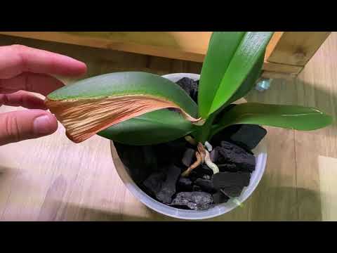 Видео: ОРХИДЕИ с МУСОРКИ и на древесных углях