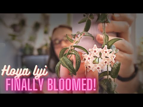 Видео: Я никогда не думала, что эта хойя зацветёт! | Хойя уже цветёт