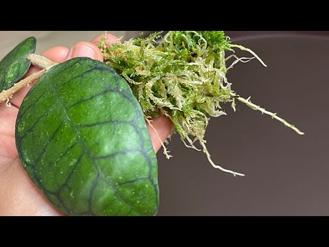 Видео: Укоренение хой во мхе 🌱 Мои стеклянные теплички спустя две недели😲🌿 #хойи #укоренение