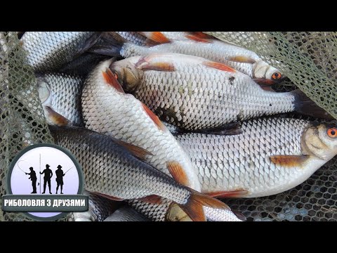 Видео: Попав На Кльов. Плотва Весною на Поплавок.