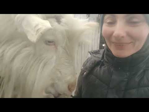 Видео: Идём резать козла.Алтай хочет.Противная коза.Мы в Москве