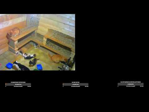 Видео: Приколы с котами прямой эфир 24/7