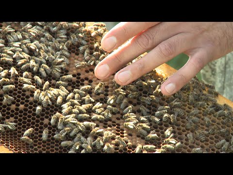 Видео: Как спасти пчеловодство в Новосибирской области // "Новости 49" 13.02.24