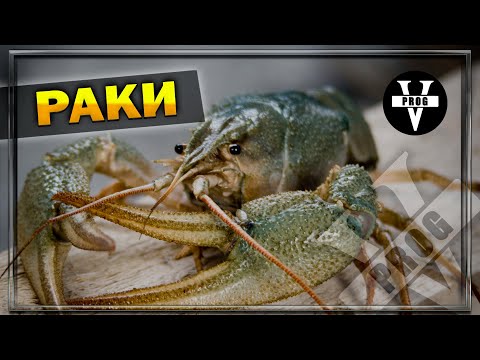 Видео: РАКИ. Все о раках, разведение раков и рецепт приготовления !