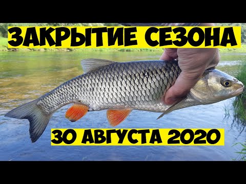 Видео: Рыбалка на голавля в конце августа!  Голавль на воблеры! Голавль на спиннинг! Рыбалка летом