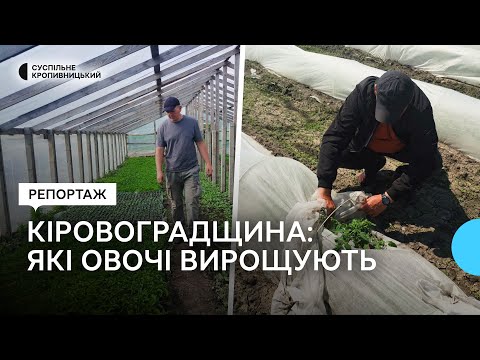 Видео: На Кіровоградщині овочі садять на 17 тисячах гектарів. Що вирощують і чи достатньо цього