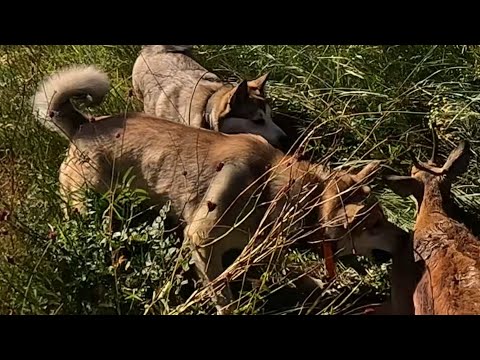 Видео: Охота на косулю. Учим щенков лаек ЗСЛ охотится.