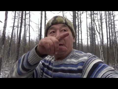 Видео: добыл лося. один в тайге.