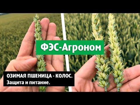 Видео: Озимая пшеница - колос. Защита и питание