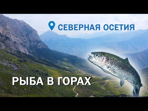 Видео: Как выращивают форель в Северной Осетии. Просто Агроблог