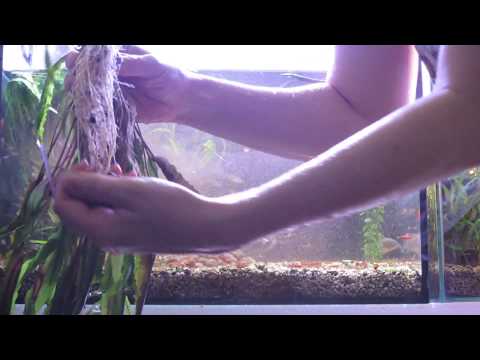 Видео: Уборка в аквариуме - что-то пошло не так