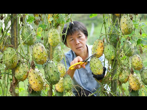 Видео: Колючий плод огненного женьшеня кисло-сладкий, также известный как фрукт Таноса.
