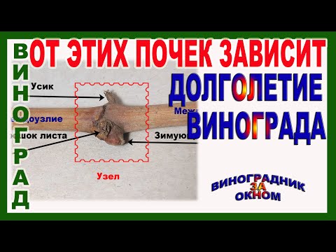 Видео: 🍇 Почему без этих почек виноград быстро погибает? Что такое спящие почки? Зачем они нужны?
