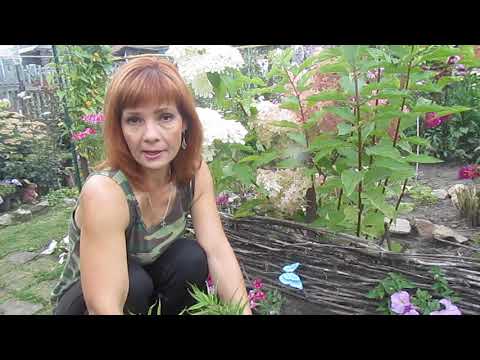 Видео: ПОСАДКА В СЕНТЯБРЕ ОЧЕНЬ КРАСИВОГО РАСТЕНИЯ ГОРЕЧАВКА.