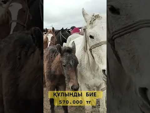 Видео: Мал базар 2024ж #малбазар #horse #animals