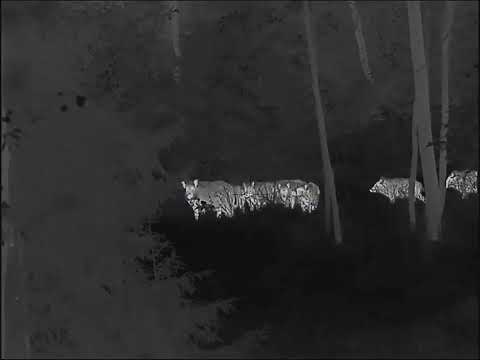 Видео: Из жизни диких кабанов. Управление стадом взрослой свиньёй. 