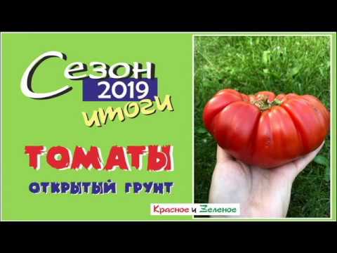 Видео: Томаты для открытого грунта. Сибирь. Итог сезона 2019