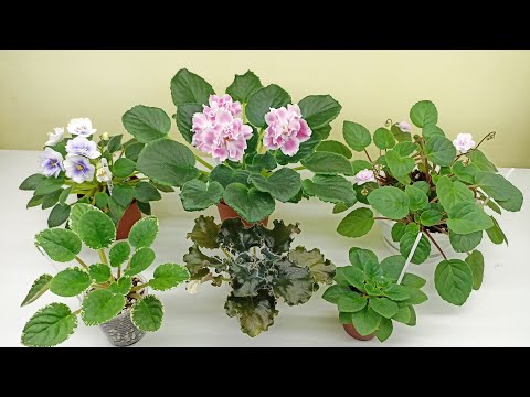 Видео: Самые важные условия ухода за фиалками для пышного цветения и роста!
