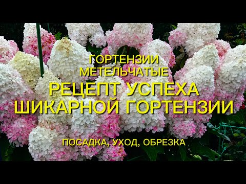 Видео: Как вырастить шикарную гортензию метельчатую ???  Отвечу на все Ваши вопросы🌺🌿🌺