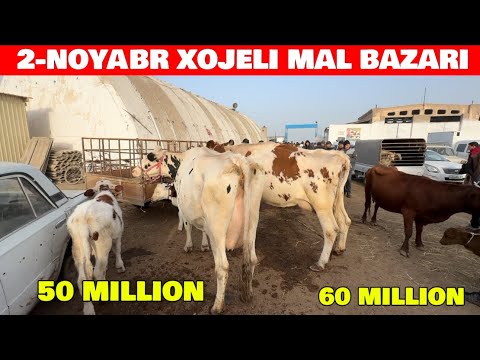Видео: 2-НОЯБРЯ 2025-ЖЫЛ/ХОЖЕЛИ МАЛ БАЗАРЫ СКОТНЫЙ РЫНОК BIGG COWS IN THE WORLD