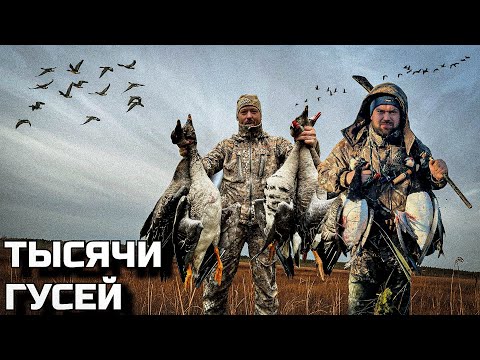 Видео: ОХОТА НА ГУСЕЙ ОСЕНЬ 2024
