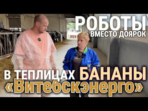 Видео: РОБОТЫ ВМЕСТО ДОЯРОК / В ТЕПЛИЦАХ БАНАНЫ / БЕЛАРУСЬ