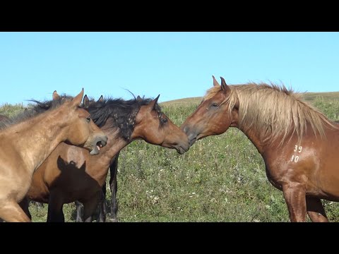 Видео: У жеребца  авторитет беспрекословный