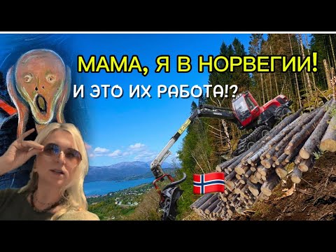 Видео: 99% НЕ ПОВЕРЯТ! Как норвежские дровосеки рубят дрова НА КРАЮ ПРОПАСТИ (Экстремальные кадры)