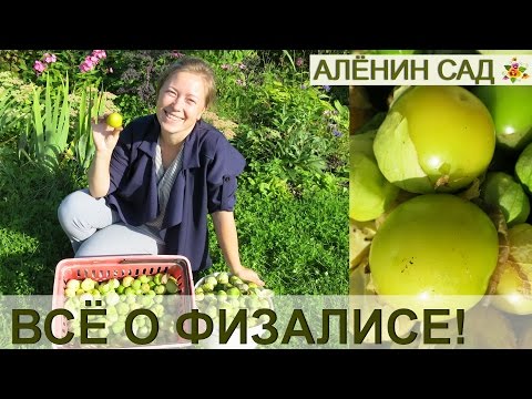 Видео: Выращивание физалиса за 5 минут! От посева до сбора урожая