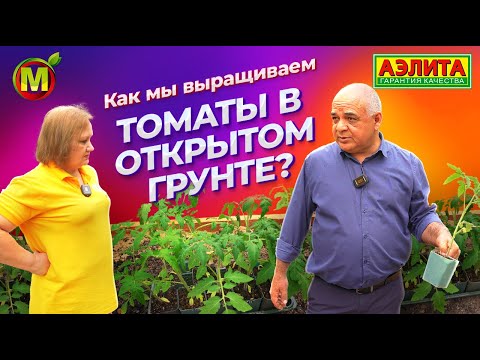 Видео: Как мы выращиваем ТОМАТЫ В ОТКРЫТОМ ГРУНТЕ?