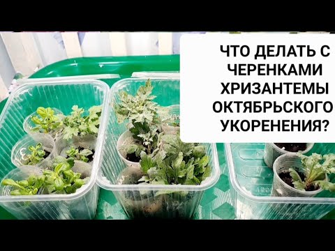 Видео: ЧЕРЕНКИ ХРИЗАНТЕМЫ УКОРЕНИЛИСЬ. КАК СОДЕРЖАТЬ ИХ ЗИМОЙ И ЧТО С НИМИ ДЕЛАТЬ ДАЛЕЕ.