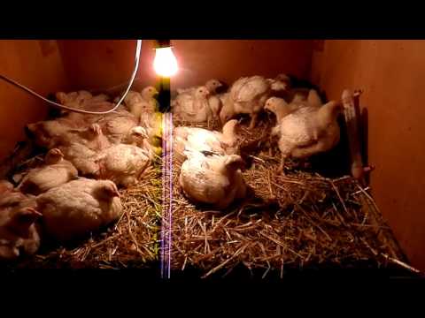 Видео: Выращивание бройлеров. Технология откорма.