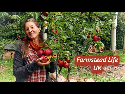 Видео: Медленно приближается осень на нашей ферме, работающей на самообеспечении — Farm Life UK