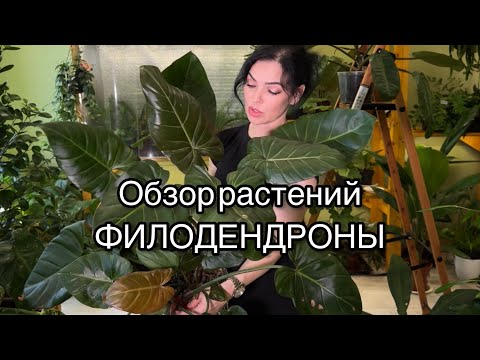 Видео: Обзор растений в магазине.Филодендроны🌱