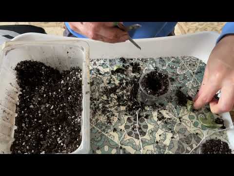 Видео: Пересадки ,перевалки часть 4 #фиалки #сенполии