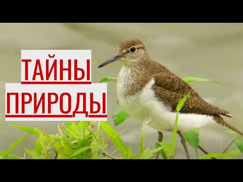 Видео: ИССЛЕДУЕМ ОКРУЖАЮЩУЮ СРЕДУ С НОВОЙ ТОЧКИ ЗРЕНИЯ. Тайны природы. Фильмы для всей семьи