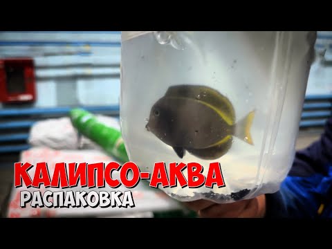 Видео: Получение гидробионтов 🐠🦀 от Калипсо-Аква 🐬
