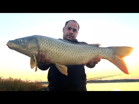 Видео: Риболов на Шаран и Амур язовир ,,Горни Дъбник,, HD