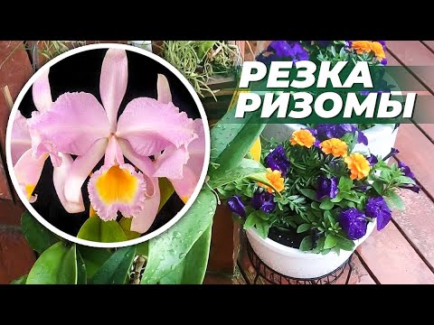 Видео: Каттлея после резки ризомы. Как орхидеи выглядят сегодня спустя 3 месяца?