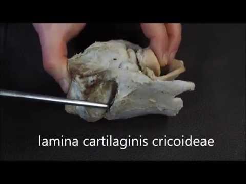 Видео: хрящи гортани домашних животных