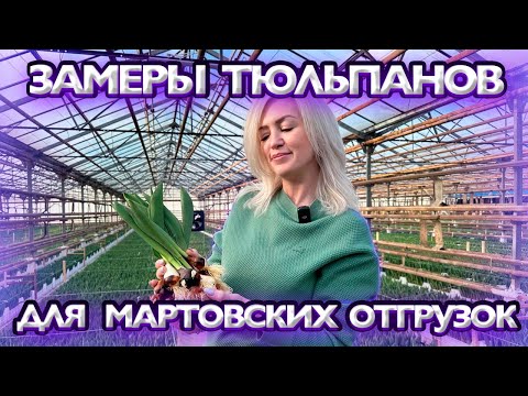 Видео: Замеры тюльпанов для Мартовских отгрузок