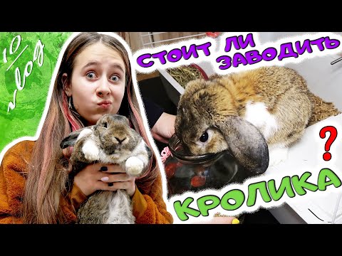 Видео: ПЛЮСЫ и МИНУСЫ декоративного кролика. Вся правда и уход. Стоит ли заводить?  DiLi Play Vlog
