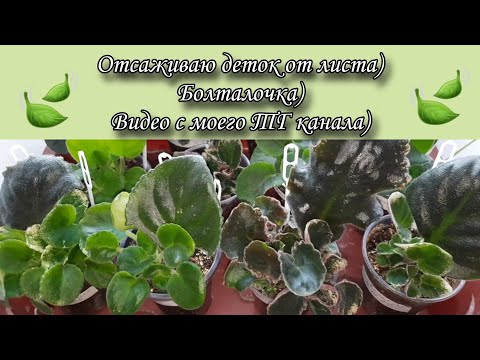 Видео: Отсаживаю детки фиалки от листа! Болталочка) Видео с моего ТГ канала)