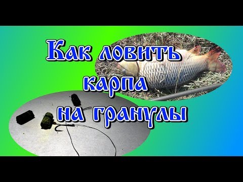 Видео: Как ловить карпа на гранулы