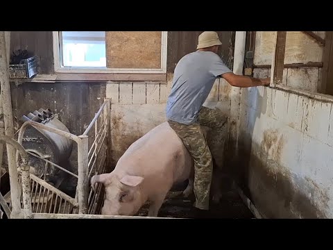 Видео: 🐖Тоська щагуляла❌️Цей спосіб дієвий 100%‼️Хабар волонтеру😭Чуйка 3‼️