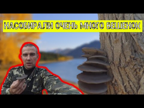 Видео: Сбор вешенок на островах