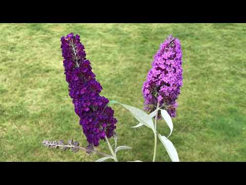 Видео: Секреты успеха по уходу за буддлеей Давида ! Buddleja Davidii