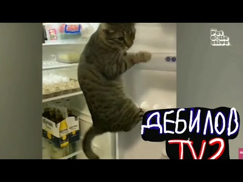 Видео: (ДЕБИЛОВ ТВ 2) Кот залез на холодильник!