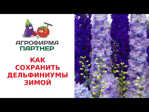 Видео: КАК СОХРАНИТЬ ДЕЛЬФИНИУМЫ ЗИМОЙ